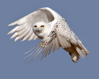 Snowy Owl in Flight