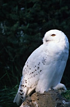 Snowy Owl