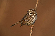 Song Sparrow