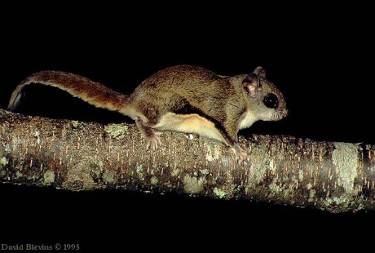 Southern Flying Squirrel