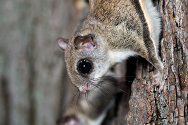 Southern Flying Squirrel - Close up