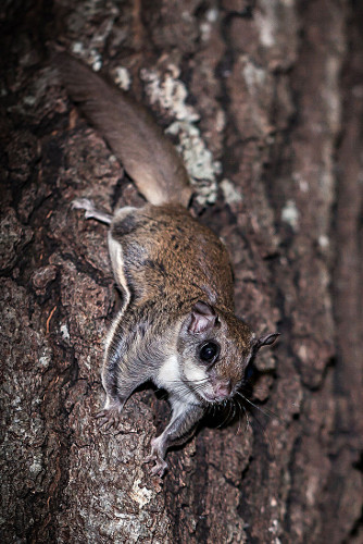 Southern Flying Squirrel