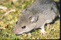 Southern Red-backed Vole