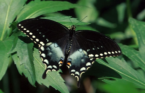 Spicebush Swallowtail