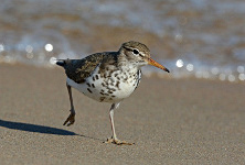 Spotted Sandpiper