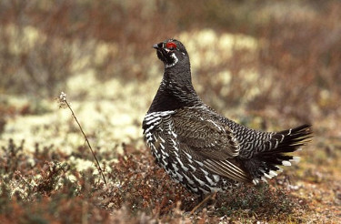 Spruce Grouse