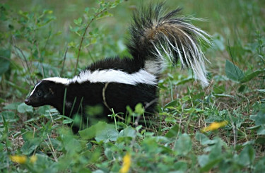 Striped Skunk