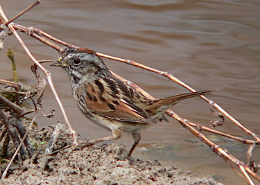 Swamp Sparrow