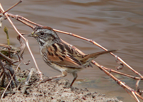 Swamp Sparrow