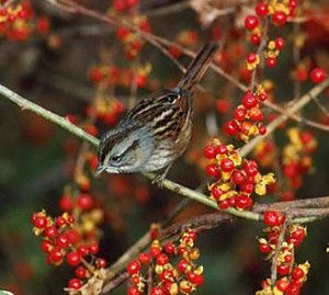 Swamp Sparrow 