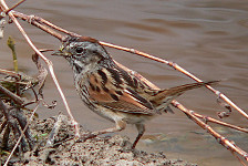 Swamp Sparrow 