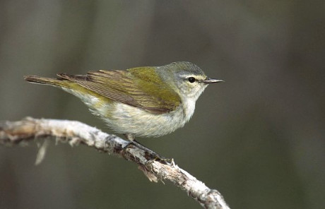 Tennessee Warbler