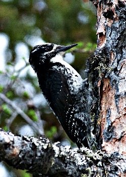 Three-toed Woodpecker