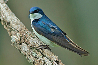 Tree Swallow