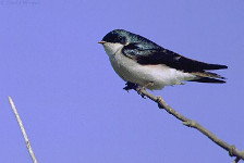 Tree Swallow