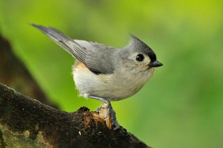 Tufted Titmouse