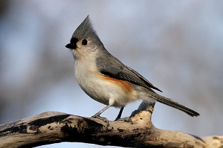 Tufted Titmouse