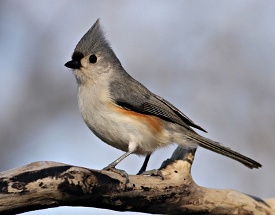 Tufted Titmouse