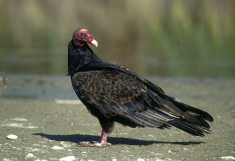 Turkey Vulture