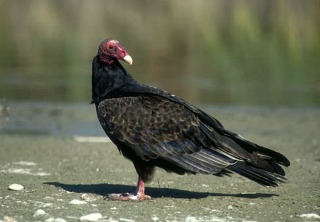 Turkey Vulture