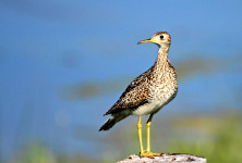 Upland Sandpiper