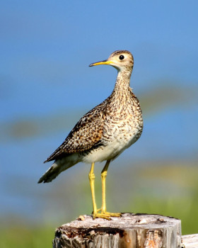 Upland Sandpiper