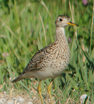 Upland Sandpiper