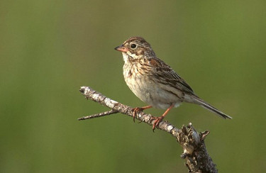 Vesper Sparrow