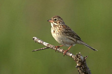 Vesper Sparrow 