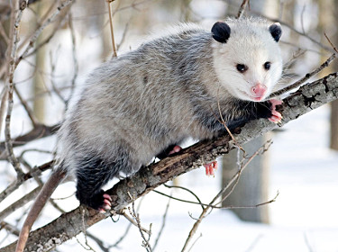 Virginia Opossum