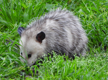Virginia Opossum 