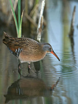 Virginia Rail