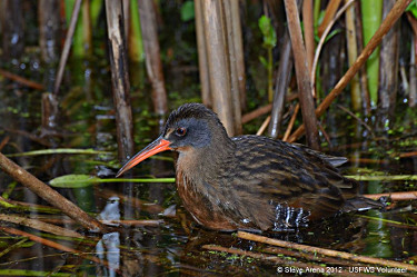 Virginia Rail