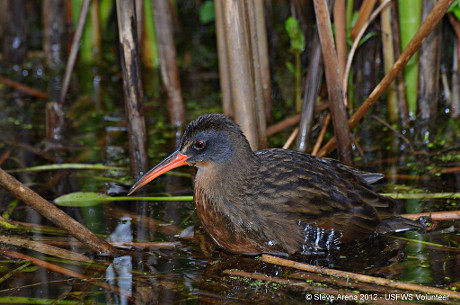 Virginia Rail