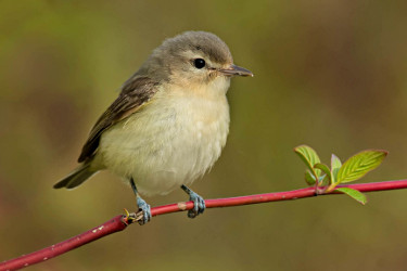 Warbling Vireo