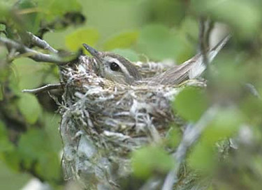 Warbling Vireo