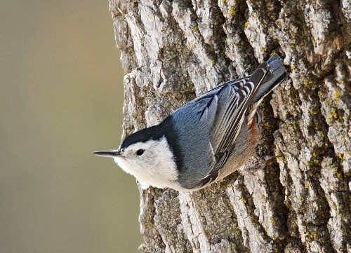 White-breasted Nuthatch