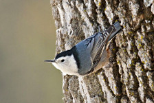 White-breasted Nuthatch