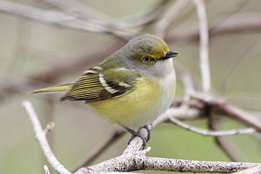 White-eyed Vireo