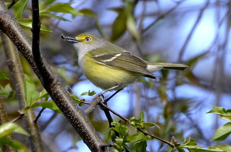 White-eyed Vireo