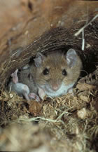 White-footed Mouse