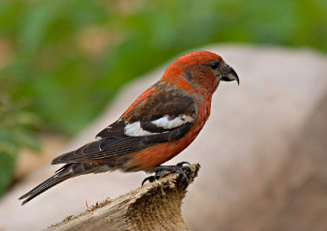 White-winged Crossbill