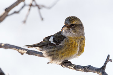 Female White-winged Crossbill 