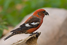 White-winged Crossbill