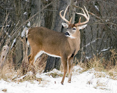 White-tailed buck