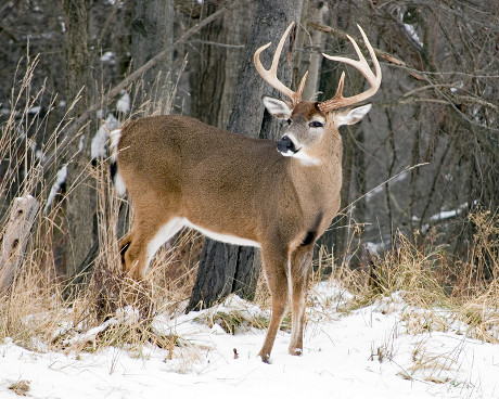 White-tailed Buck