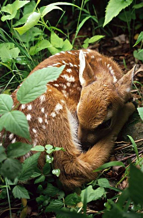 White-tailed Deer Fawn