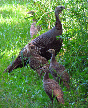 Female Wild Turkey with Juveniles