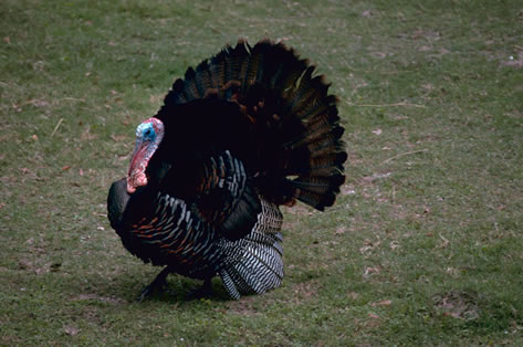 Male Wild Turkey in Display