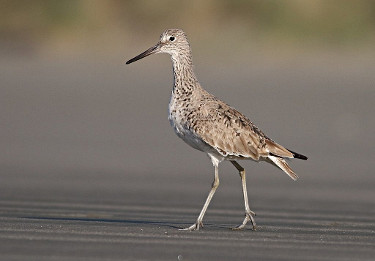 Willet